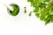 Harvest juniper as medical herbs. Make juniper oil. Juniper sprigs in mortar on white background top view copy space