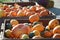 Harvest of large orange pumpkins, gourds and. squashes.