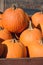 Harvest of large orange pumpkins, gourds and. squashes.