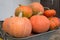 Harvest of large pumpkins on a pile,Prepare for Halloween, lots of orange pumpkins in a pile in a wheelbarrow