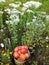 Harvest large red tomatoes in a white metal bucket on a background of green plants