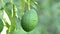 Harvest manually a natural hass avocado in a avocado tree