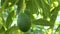 Harvest manually a natural hass avocado fruit in avocado tree