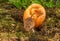 Harvest Mice - Field Mice in an apple