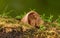 Harvest Mice - Field Mice in flower pot