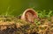 Harvest Mice - Field Mice in flower pot