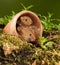 Harvest Mice - Field Mice in flower pot