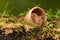 Harvest Mice - Field Mice in flower pot