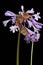 Harvest mice sat inside a violet flower