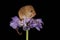 Harvest mice sat inside a violet flower