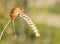 Harvest Mouse