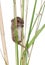 Harvest Mouse climbing on blade of grass