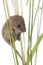 Harvest Mouse in front of a white background