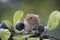 Harvest mouse, mice close up portrait sitting on thistle, corn, wheat, brambles, sloe, daisy, flowers