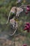 Harvest mouse, mice close up portrait sitting on thistle, corn, wheat, brambles, sloe, daisy, flowers