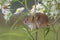 Harvest mouse, mice close up portrait sitting on thistle, corn, wheat, brambles, sloe, daisy, flowers