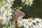 Harvest mouse, mice close up portrait sitting on thistle, corn, wheat, brambles, sloe, daisy, flowers