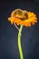 A Harvest Mouse Micro-Minutus on top of a Flower, Aberdeenshire,Scotland,UK