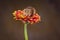 A Harvest Mouse Micro-Minutus on top of a Flower, Aberdeenshire,Scotland,UK