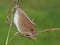 Harvest mouse/Micromys minutus