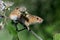 Harvest Mouse (Micromys Minutus)