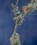 A Harvest Mouses Micro-Minutes on top of moss on a tree branch, Aberdeenshire, Scotland, UK