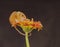 A Harvest Mouses Micro-Minutus on top of a Flower, Aberdeenshire,Scotland,UK