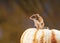 A Harvest Mouses Micro-Minutus on top of a stand on top of Pumpkin, Aberdeenshire,Scotland,UK