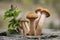 Harvest of mushrooms honey fungus Armillaria mellea - a family of edible mushrooms