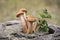 Harvest of mushrooms honey fungus Armillaria mellea - a family of edible mushrooms