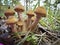Harvest of mushrooms honey fungus Armillaria mellea - young boletus
