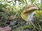 Harvest of mushrooms Leccinum - young boletus