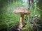 Harvest of mushrooms Leccinum - young boletus
