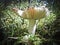 Harvest of mushrooms Russula - young boletus