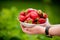 Harvest natural food ripe strawberries ready to eat