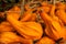 Harvest of nutmeg pumpkins at the autumn exhibition