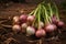 Harvest onions in the garden