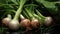 Harvest onions in the garden