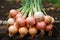 Harvest onions in the garden