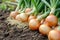 Harvest onions in the garden