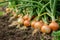 Harvest onions in the garden