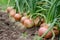 Harvest onions in the garden