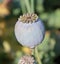 Harvest of opium from green poppy