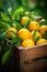 Harvest of oranges in a box in the garden. Selective focus.