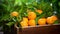 Harvest of oranges in a box in the garden. Selective focus.