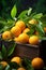 Harvest of oranges in a box in the garden. Selective focus.