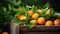 Harvest of oranges in a box in the garden. Selective focus.