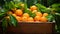 Harvest of oranges in a box in the garden. Selective focus.