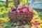 Harvest of organic natural ripe red apples in basket, in autumn garden