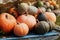 Harvest of organic pumpkins in countryside, vintage style and rustic background. Halloween theme or autumnal vegetable market.